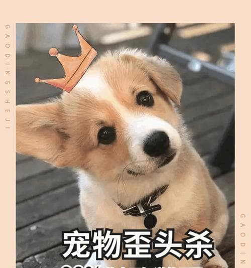 为什么狗比猫友好？从多个维度解析宠物行为差异