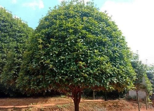 桂花的生长过程与种植要点