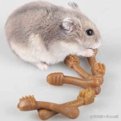 仓鼠疯狂磨牙怎么办？原因分析与应对指南