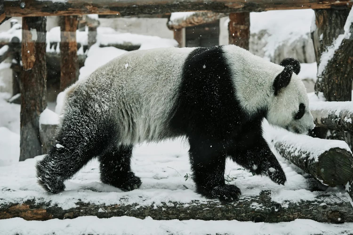 冬季打卡：成都大熊猫繁育研究基地