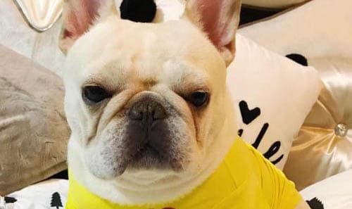 斗牛犬、巴哥犬和法国斗牛犬的区别