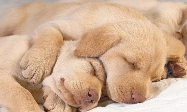 犬瘟热的传播方式及预防方法