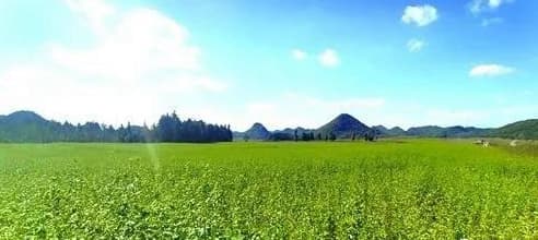 什么是绿肥作物？种植绿肥的好处、方法与注意事项