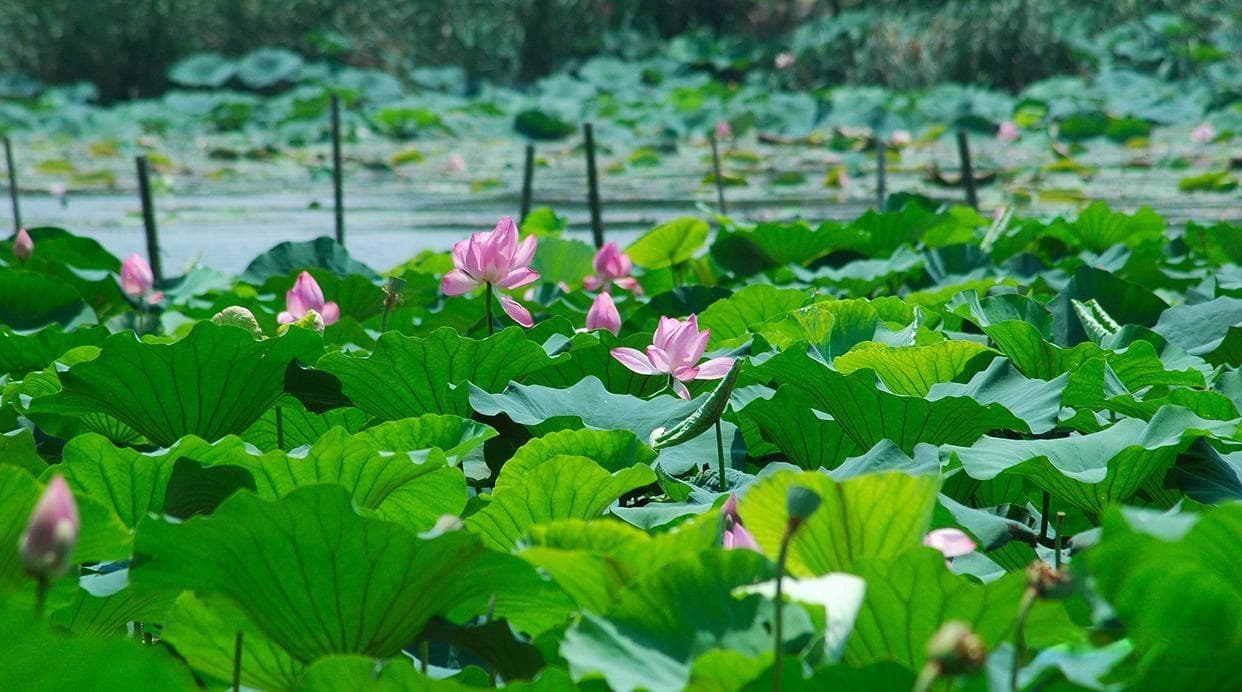 山东——济宁市微山湖旅游5A景区深度攻略