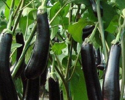 茄子种植全攻略（月份、环境、土壤与施肥，助力茄子生长）