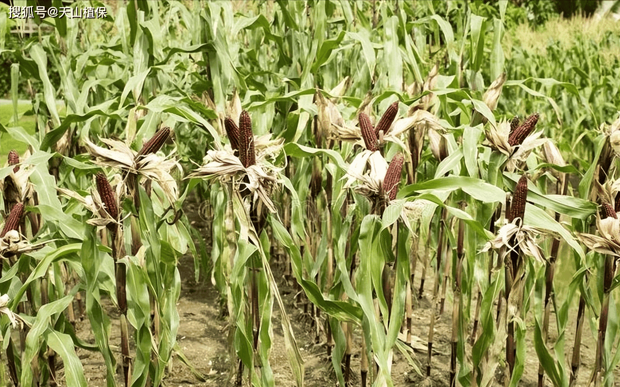 糯玉米种植技术与管理