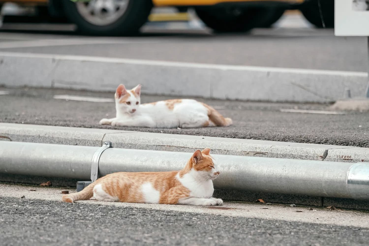《哑剧猫》教你读懂非言语沟通