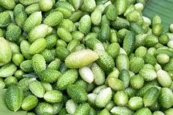 黄瓜品种大全：从常见品种到种植前景分析