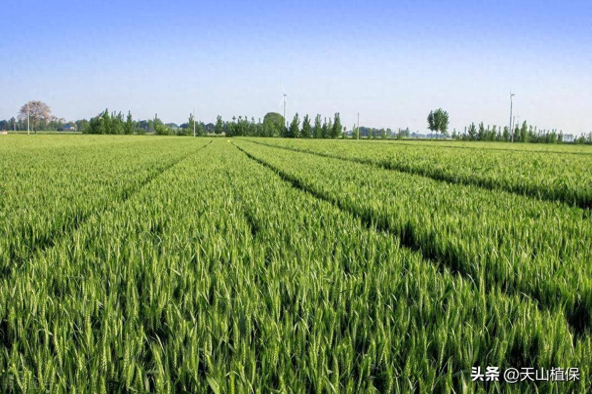 芸苔素和复硝酚钠各有什么作用