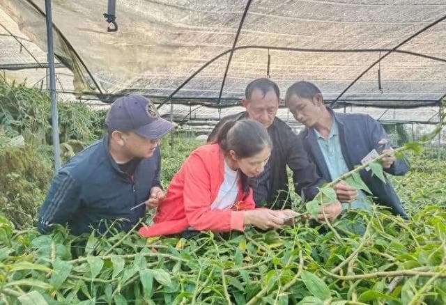 云南龙陵县石斛研究有新突破   4个品种获省级认定