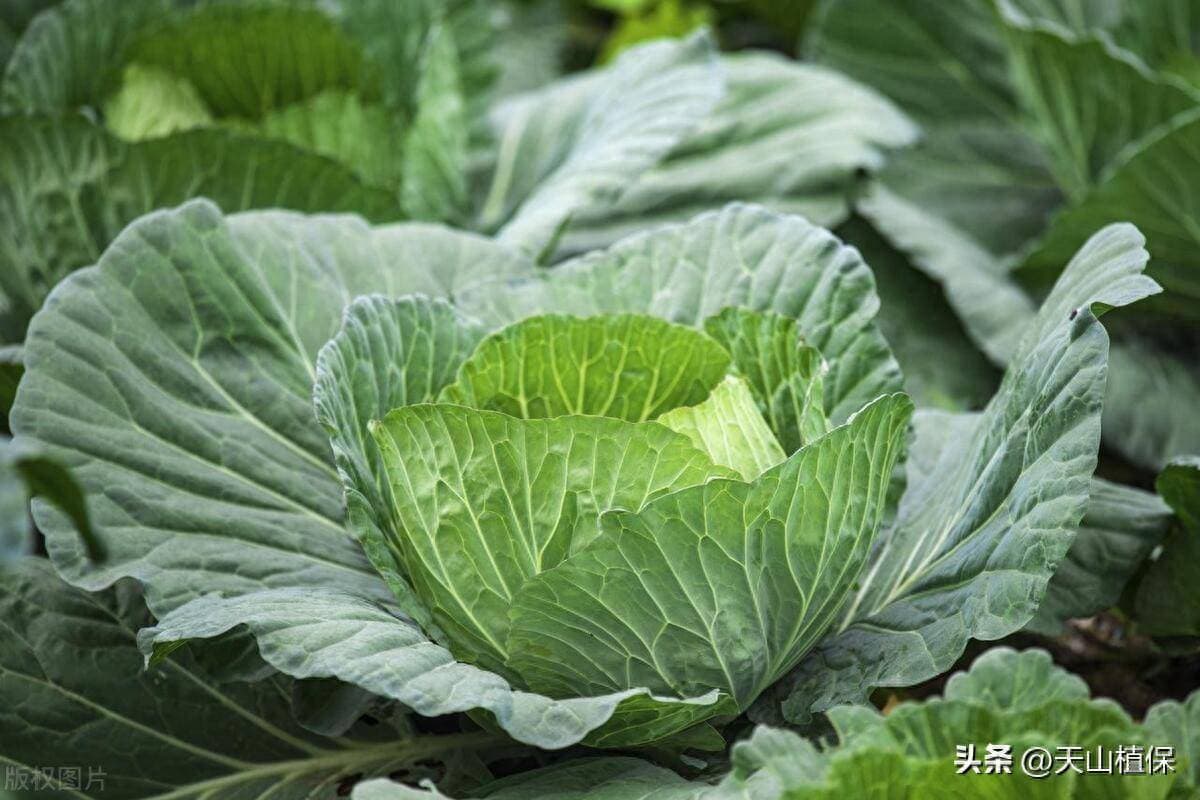 十字花科蔬菜都包括哪些呢