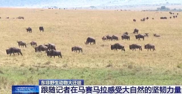 东非野生动物大迁徙 角马群上演“天国之渡”