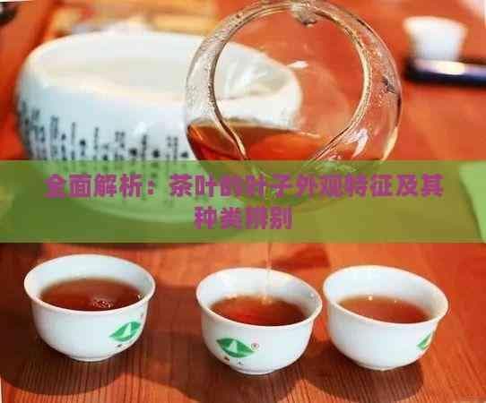 全面解析：茶叶的叶子外观特征及其种类辨别