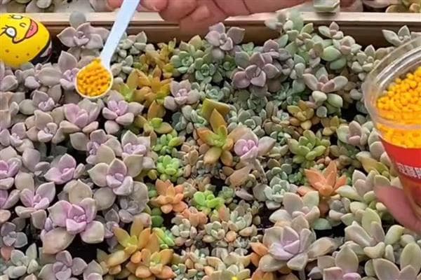 多肉植物施肥指南：从氮肥到缓释肥，助力多肉爆盆