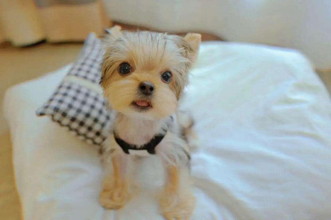 犬耳痒螨病：症状、诊断与防治全攻略