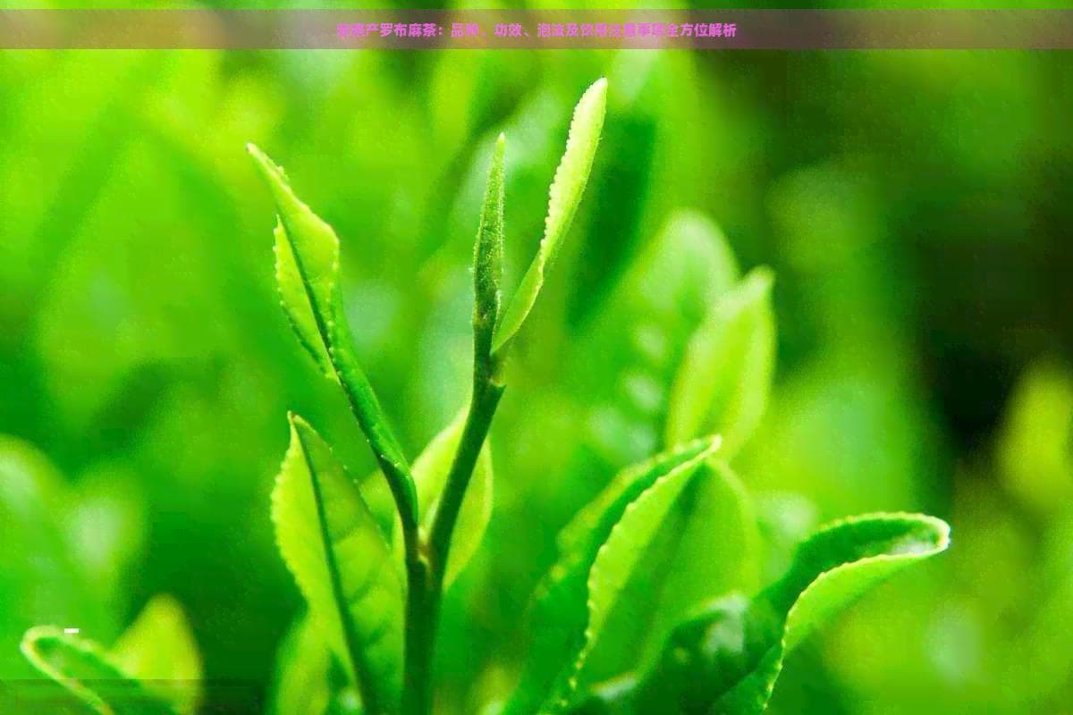 新疆产罗布麻茶：品种、功效、泡法及饮用注意事项全方位解析