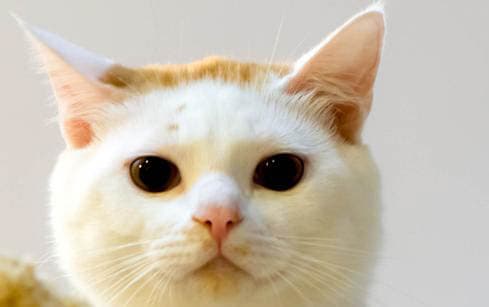 一个家庭养几只猫最科学