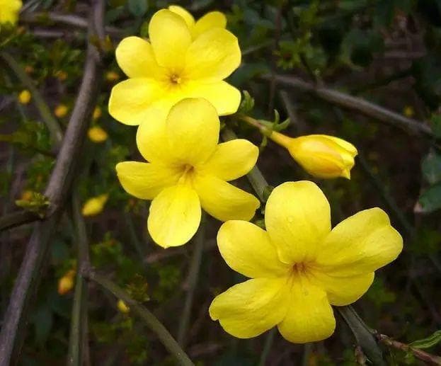 迎春花如何养护？迎春花的养植方法和注意事项？