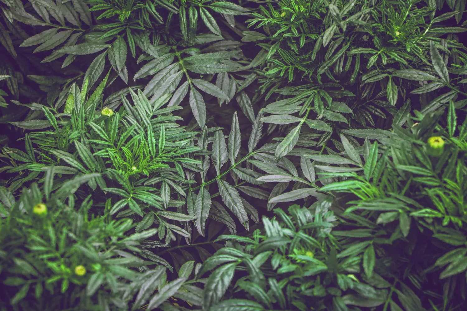 茵栀黄颗粒：降磷新宠？