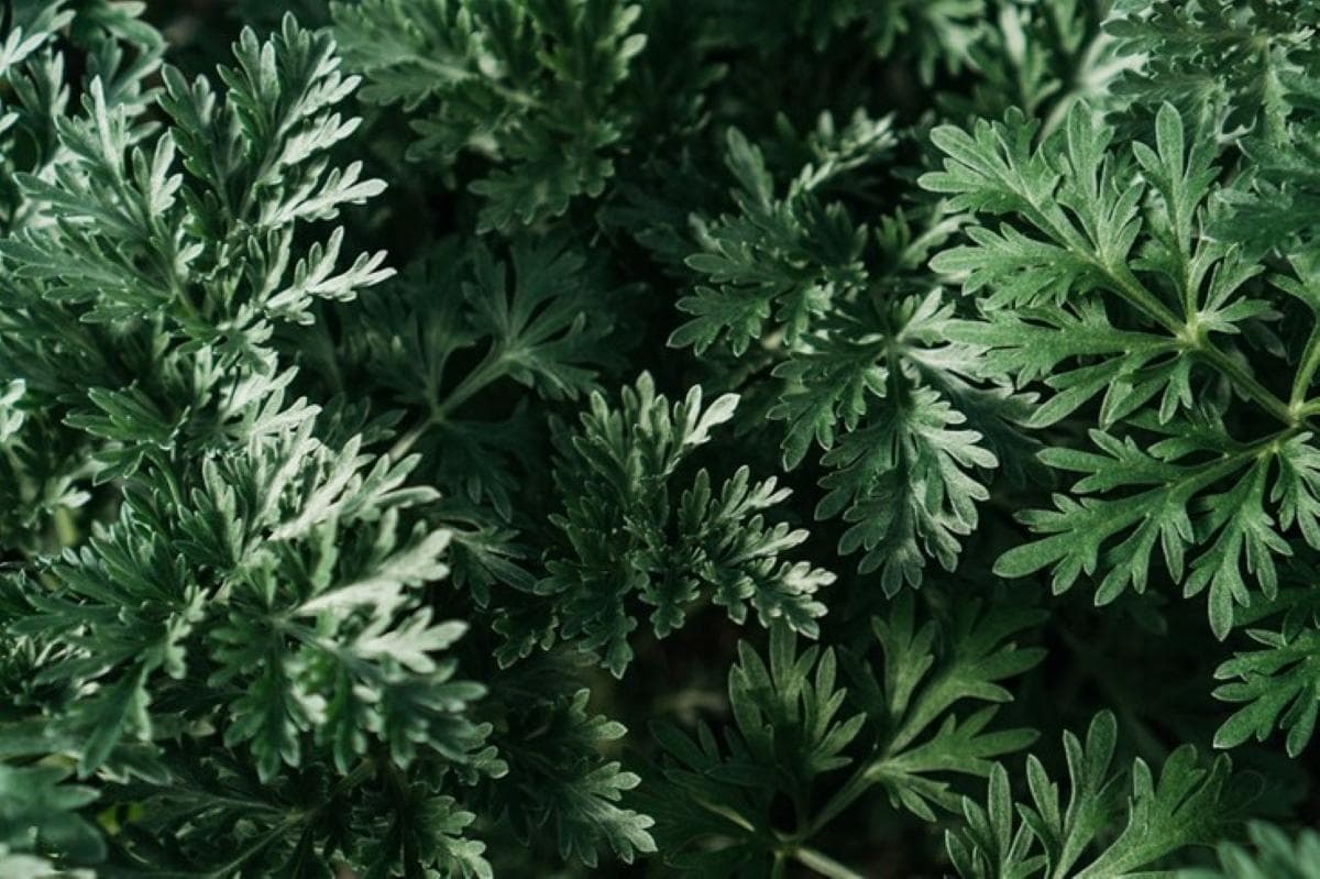 古籍的神聖草藥之王，艾草有哪些功效？
