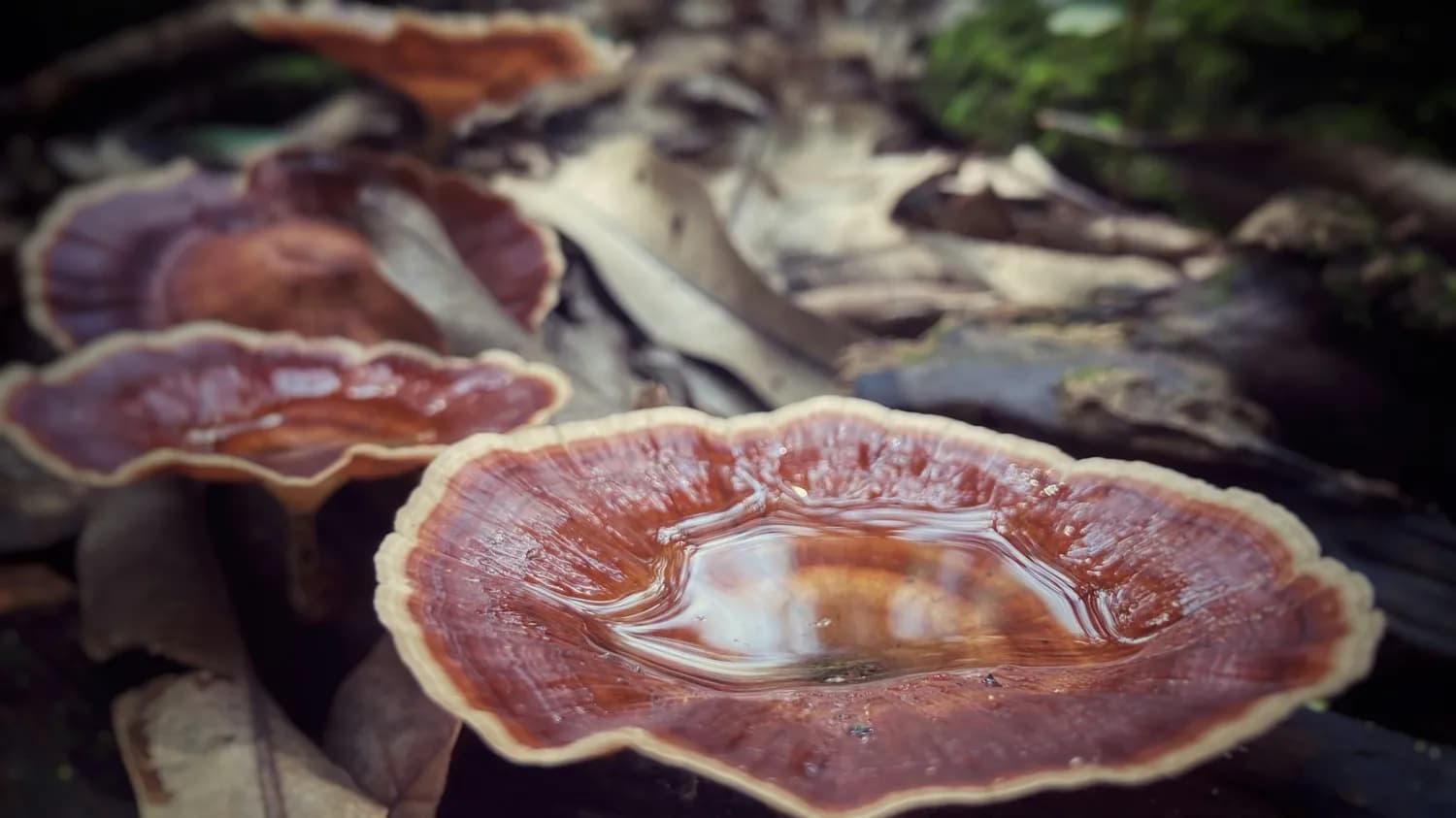灵芝孢子粉：艾滋病治疗的新希望？