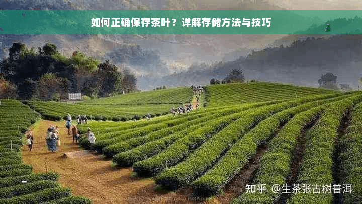 如何正确保存茶叶？详解存储方法与技巧