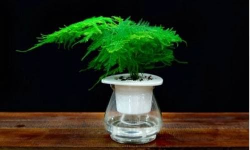 文竹（天门冬科、天门冬属植物）