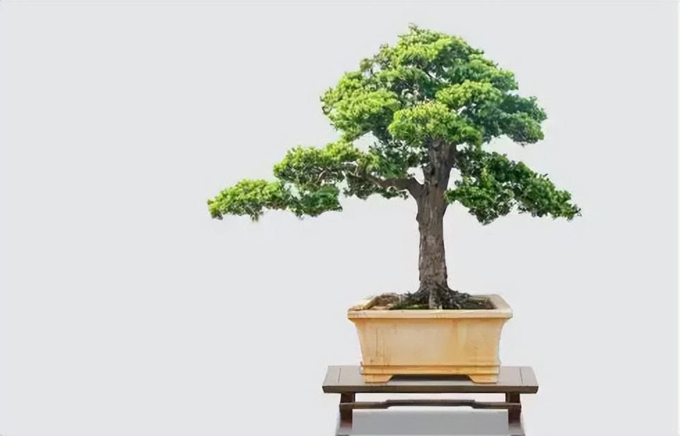 罗汉松养护全攻略：让你的植物健康茁壮成长！
