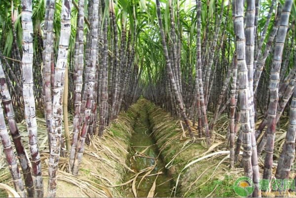 甘蔗怎么种植与管理？