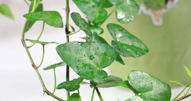 防尘植物有哪些？如何有效减少室内灰尘？