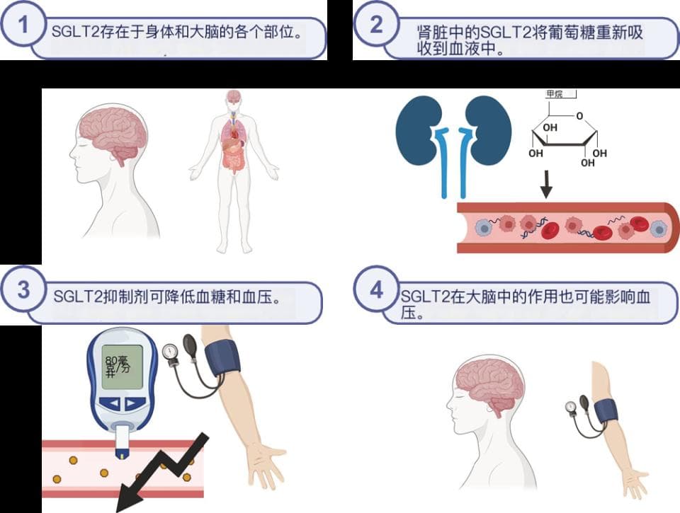 SGLT2与全身血压调节的关系