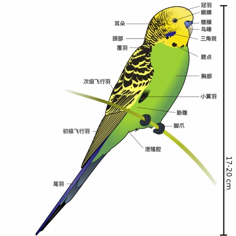 虎皮鹦鹉公母分辨指南：从外观到行为的全方位解析
