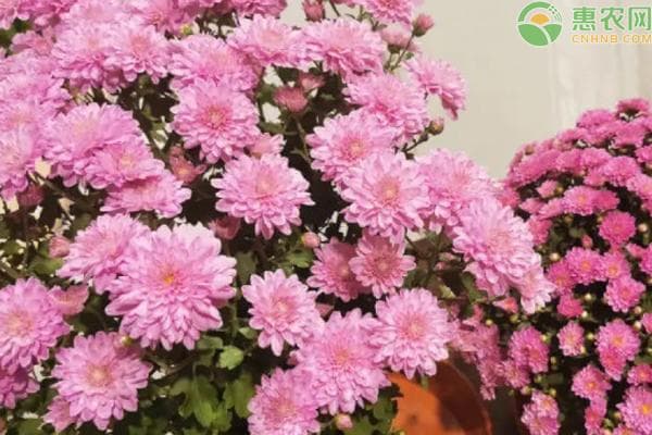 菊花栽培养殖方法及注意事项