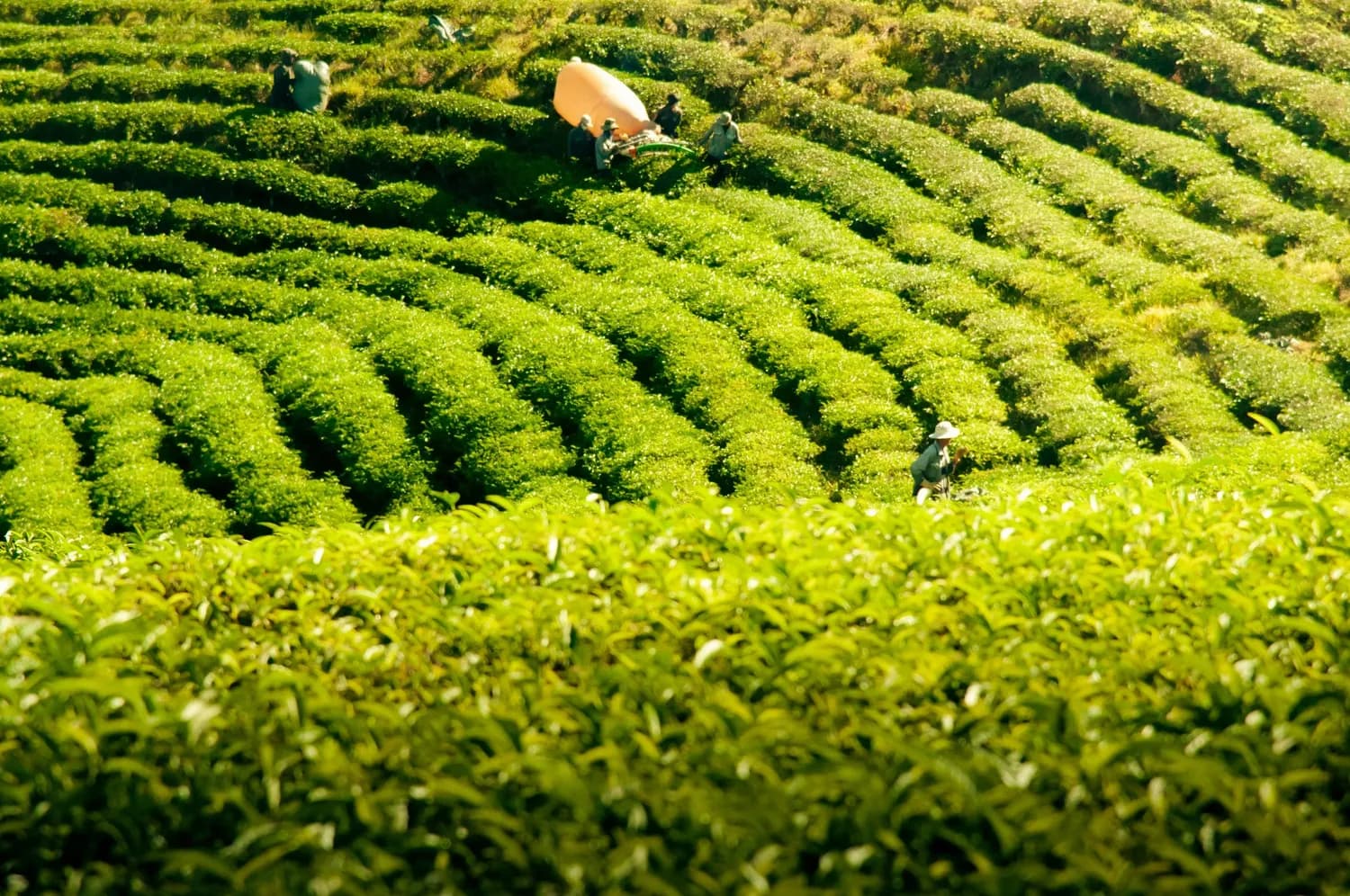 浮梁红茶：从汉唐古茶到国际金奖