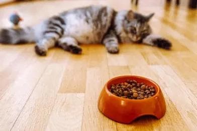 猫咪不吃东西是什么原因？七大常见原因及解决方法