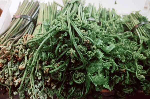 广东人最爱吃的6种野菜，鲜嫩营养足，季节性强，错过又要等一年