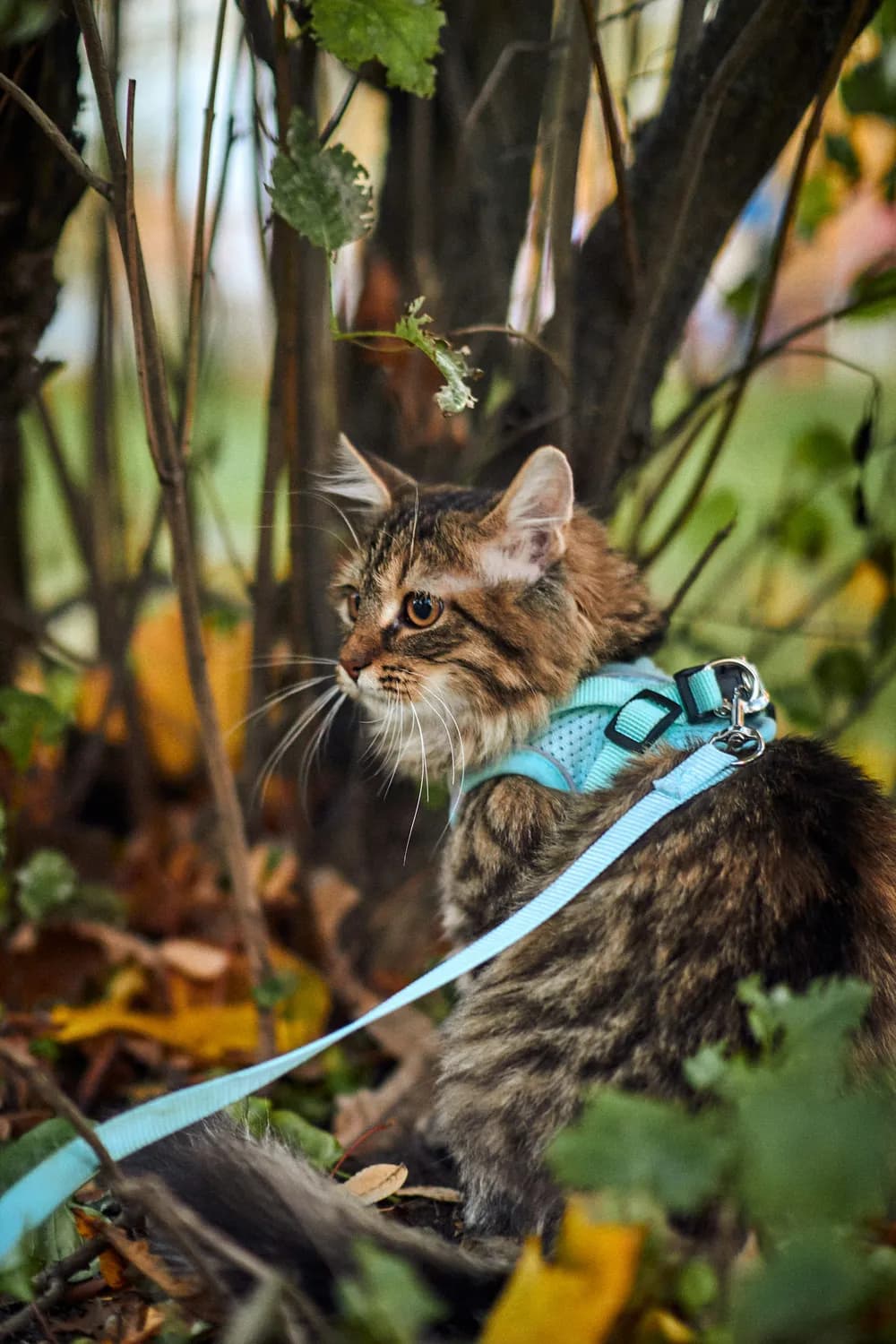 猫咪户外探险指南：安全带猫遛弯儿