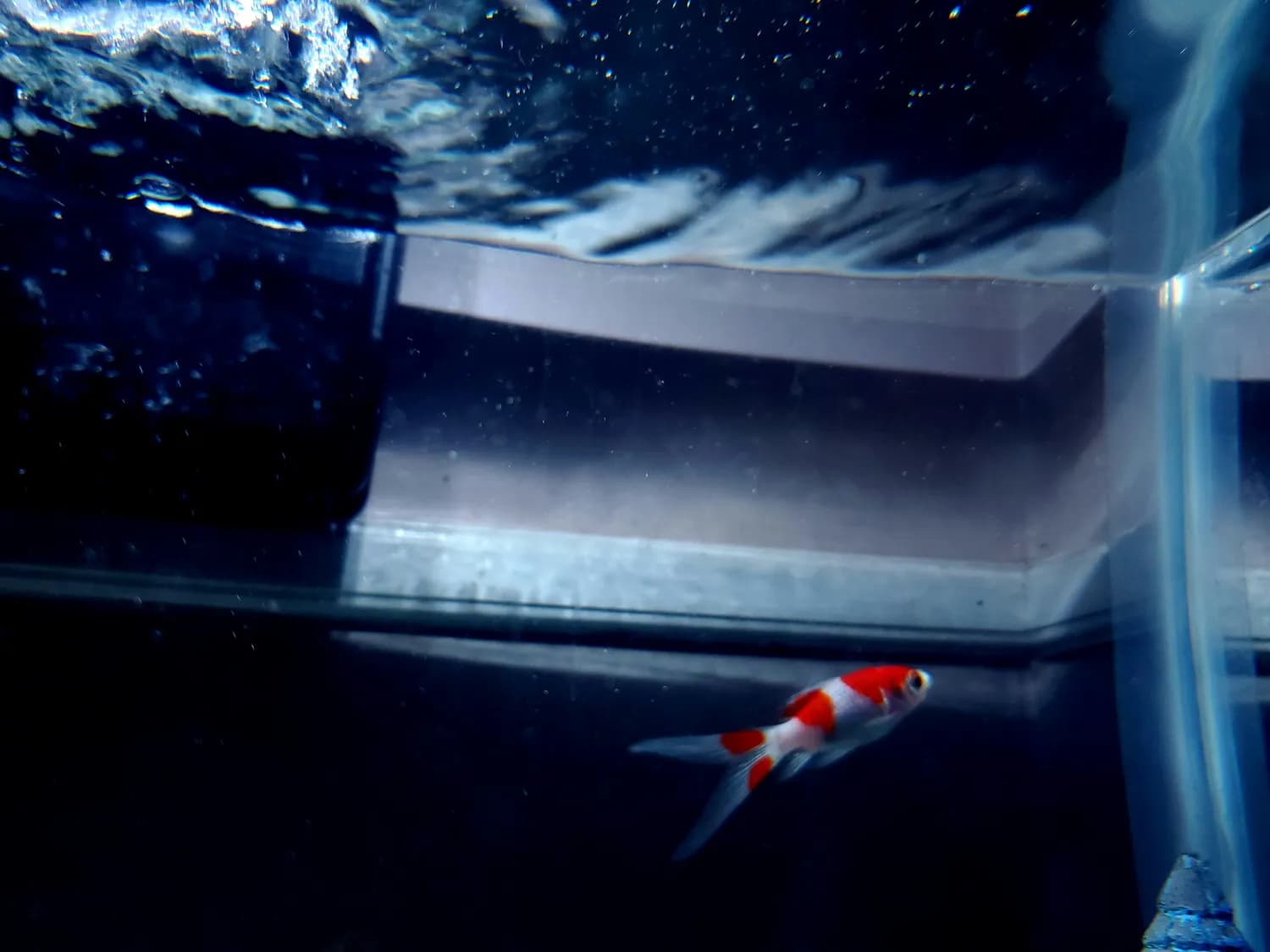 FISH技术助力膀胱癌早筛：非侵入性精准诊断新选择