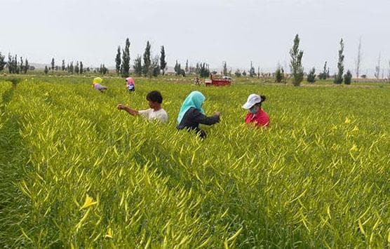 黄花菜种植方法与技术要点