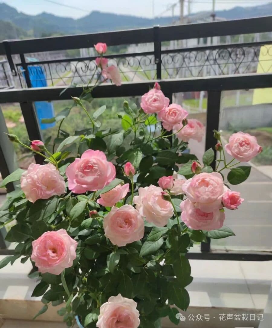 月季界的“耐热王”，夏花也漂亮，两广开花也标准，一枝一束花！