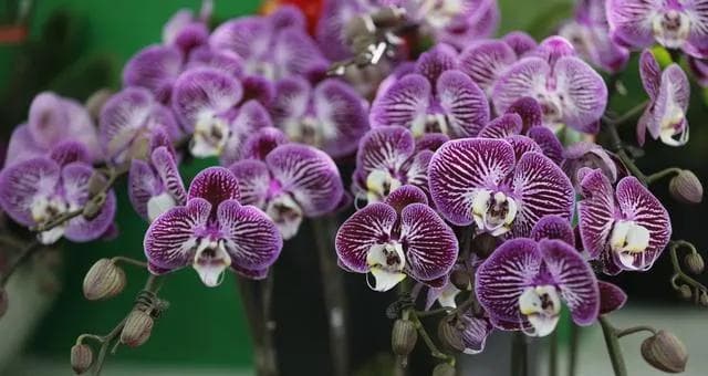 蝴蝶兰的花期、季节与开花时间详解