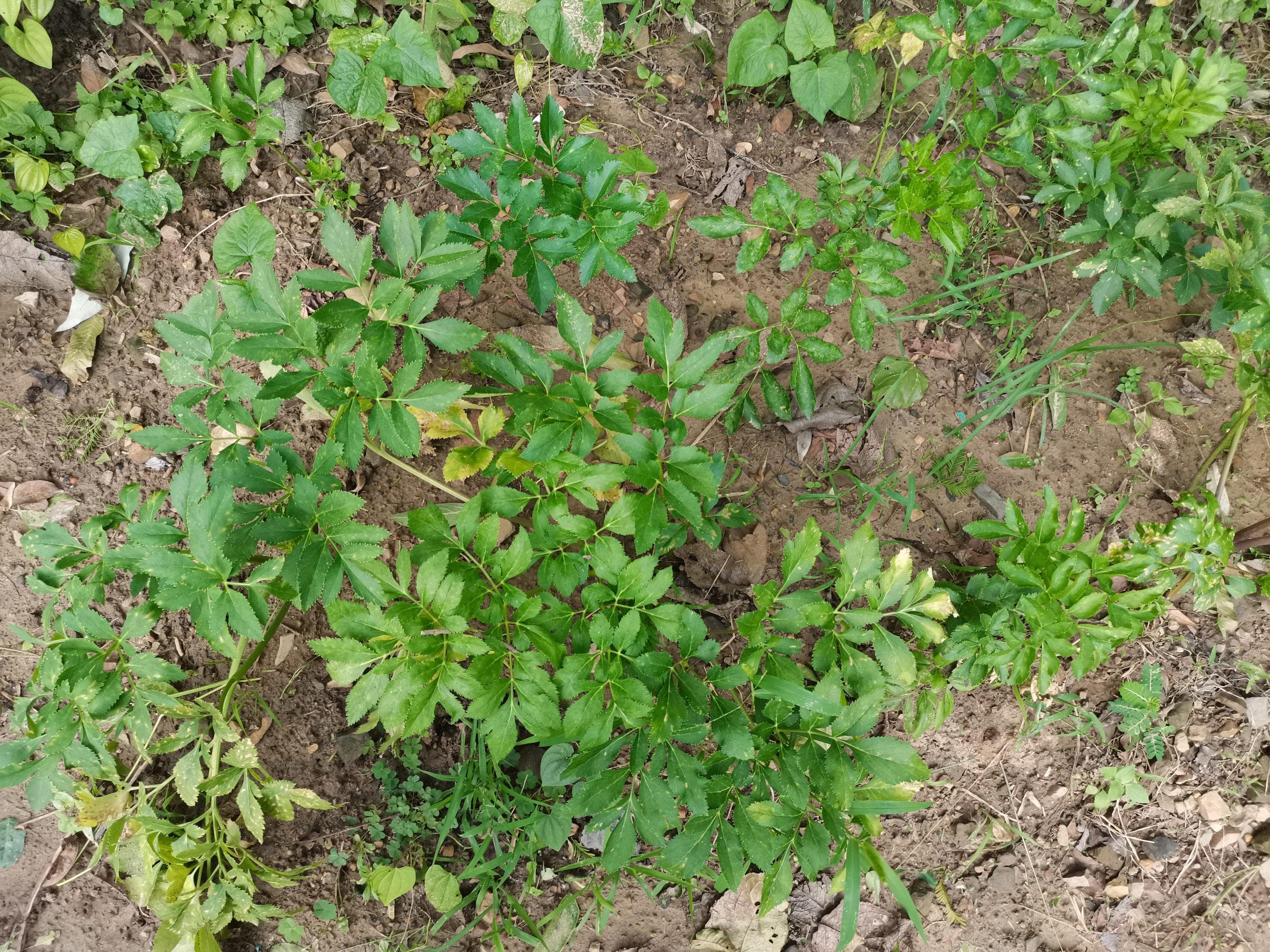白芷：从本草纲目到现代研究的中药材