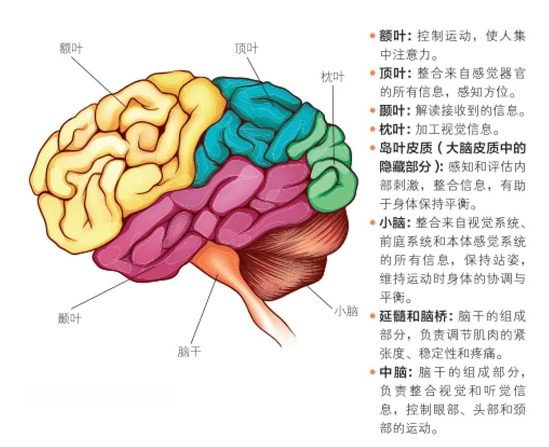 为什么舌头的位置可以提升运动能力？