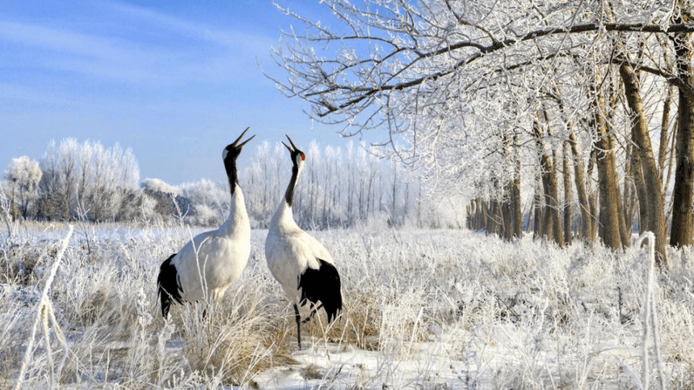 游购乡村 | 黑龙江·齐齐哈尔“赏雪地观鹤 遇鹤城有礼”