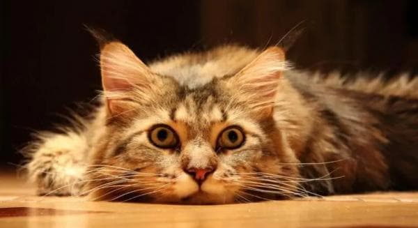 揭秘猫的可爱：是故意进化还是自然选择？