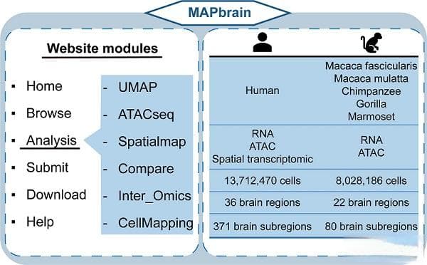 中国科学家构建MAPbrain数据库：人类和非人灵长类大脑多组学时空图谱