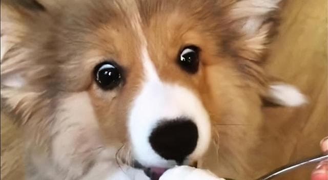 如何为你的柯基犬正确护理牙齿和趾甲