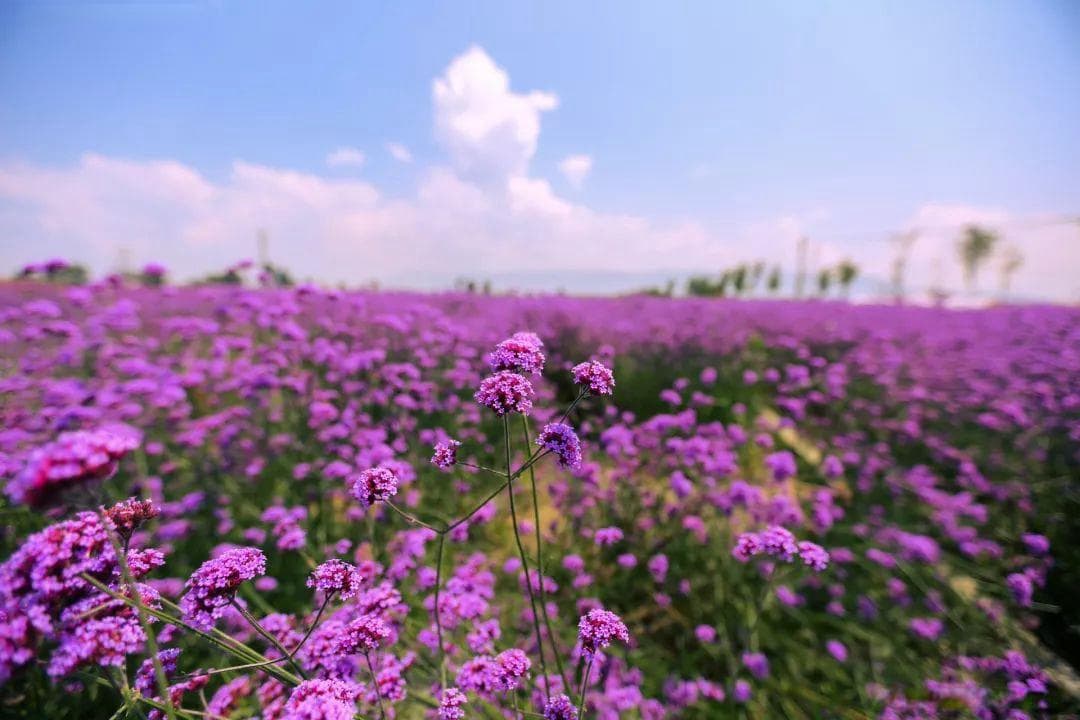 8种天然驱蚊植物，让夏日生活更安心