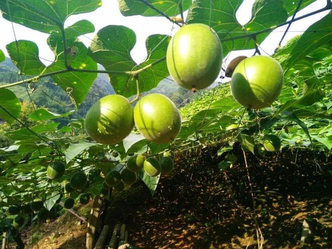 这味中药材泡水喝，上可治咽痛，下能治便秘