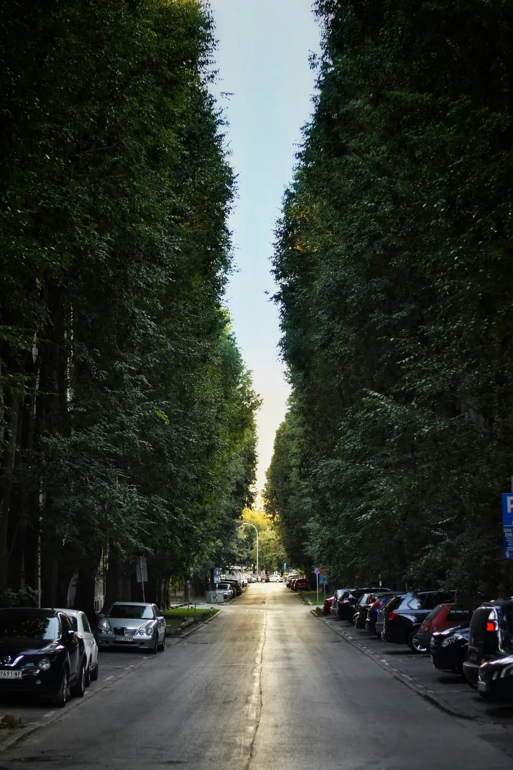 南京梧桐大道约拍攻略：高杰教你捕捉最美秋景